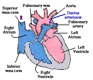 Cardiovascular System - Human Body Project