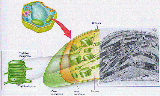 Picture and Diagram of Chloroplast