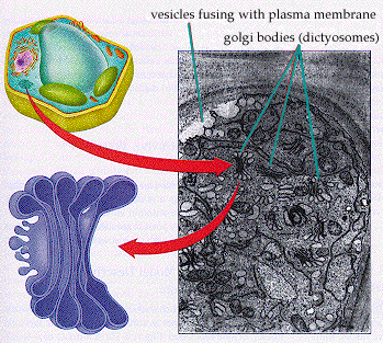 Diagram and Picture of Golgi