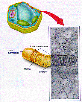 Picture and Diagram of Mitochondria