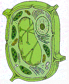 Diagram of a Plant Cell