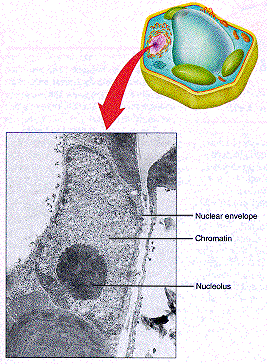 Diagram and Picture of Plant Nucleus