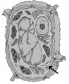 Rippled Diagram of a Cell