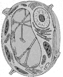 Sphered Diagram of a Cell