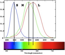 Three Cone Types, L, M, and S