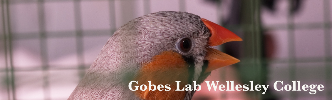 Gobes's Finch Lab