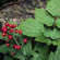 baneberry, red