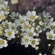image of Sandwort, Mountain or Greenland 