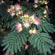 image of Silk Tree Mimosa 