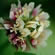 image of Trifolium hybridum 