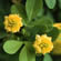 image of Trifolium procumbens 