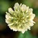 image of Trifolium repens 