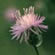 image of Knapweed, Spotted