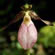 image of Lady's Slipper, Pink