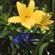 daylily, yellow