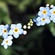 image of Forget-Me-Not, True