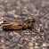 image of Grasshoppers, Short-Horned