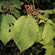 image of Viburnum alnifolium 