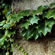 image of Parthenocissus tricuspidata 