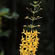 image of Loosestrife, Yellow