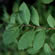 image of Spiraea latifolia 