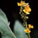 image of Verbascum thapsus 