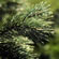 image of Spruce, White 