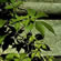 image of Parthenocissus quinquefolia 