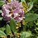 image of Rhododendron maximum 