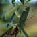 image of Salix babylonica